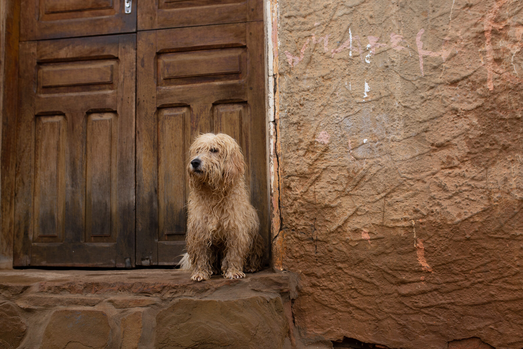 A dog on a worn stone step in a carved wooden doorway